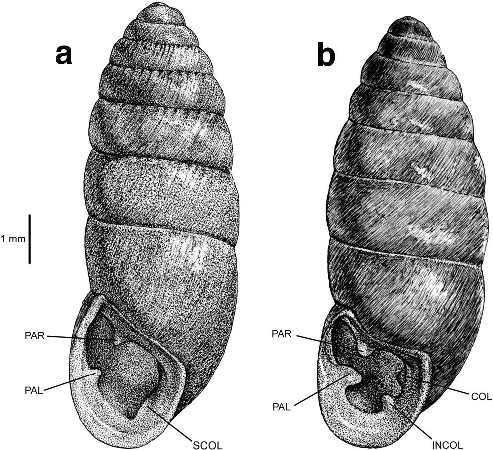 Auito identificazione2